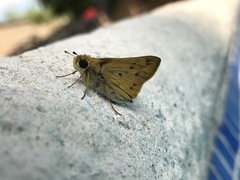 Polites vibex praeceps