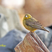 Greenish Yellow-Finch - Photo (c) Juan Diego Döke, some rights reserved (CC BY-NC), uploaded by Juan Diego Döke