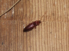 Hemicrepidius melanophthalmus