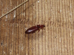 Hemicrepidius melanophthalmus