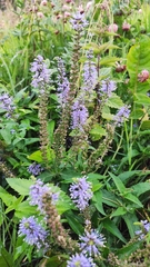 Veronica longifolia