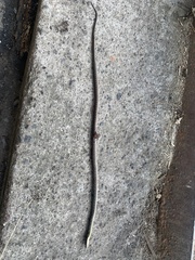 Helicops leopardinus