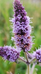 Mentha longifolia