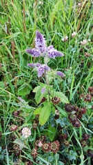 Mentha longifolia