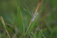 Utetheisa pulchelloides vaga