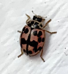 Oenopia conglobata