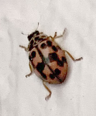 Oenopia conglobata