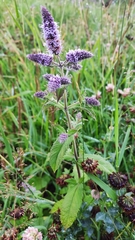 Mentha longifolia
