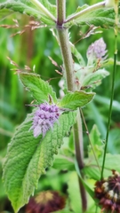 Mentha longifolia