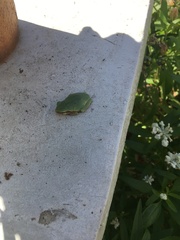 Hyla versicolor