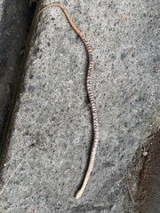 Helicops leopardinus