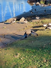 Branta leucopsis