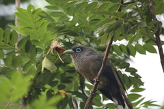 Phaenicophaeus viridirostris