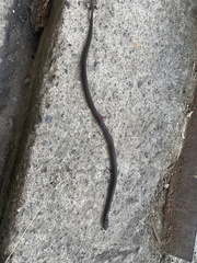 Helicops leopardinus