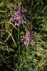 Allium carinatum pulchellum