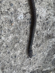 Helicops leopardinus