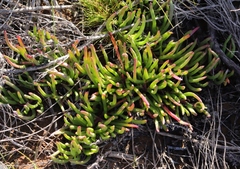 Carpobrotus muirii