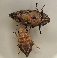 Aphrophora cribrata