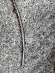 Helicops leopardinus