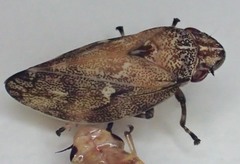 Aphrophora cribrata