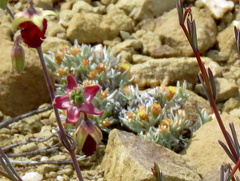 Helichrysum pumilio