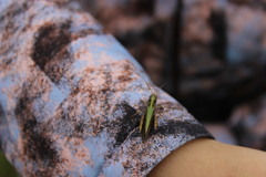 Omocestus