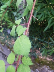 Rubus phoenicolasius
