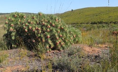 Lobostemon belliformis
