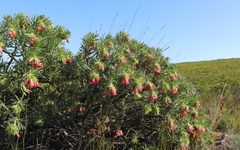 Lobostemon belliformis