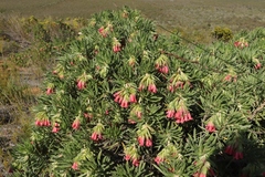 Lobostemon belliformis