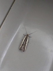 Dichomeris setosella