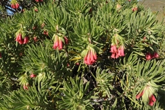 Lobostemon belliformis