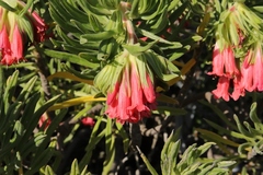 Lobostemon belliformis