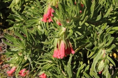 Lobostemon belliformis