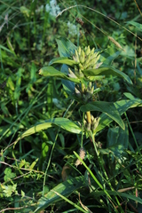 Gentiana cruciata cruciata