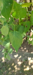 Syringa vulgaris