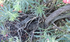 Lobostemon belliformis