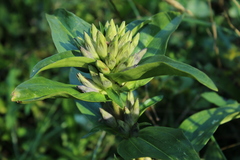 Gentiana cruciata cruciata