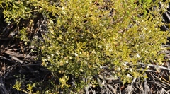 Lachnaea axillaris