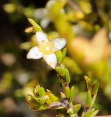 Lachnaea axillaris