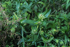 Gentiana cruciata cruciata
