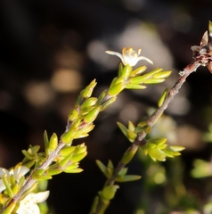 Lachnaea axillaris