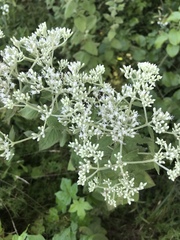 Eupatorium rotundifolium