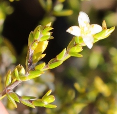 Lachnaea axillaris