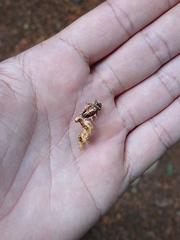 Pselaphacus signatus