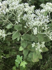 Eupatorium rotundifolium