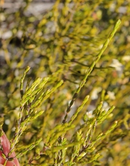 Lachnaea axillaris