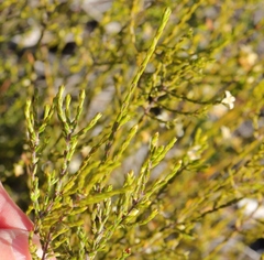 Lachnaea axillaris