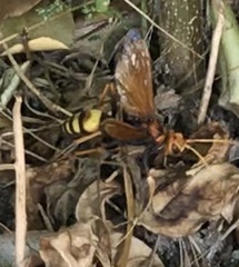 Cryptocheilus annulatus