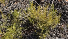 Lachnaea axillaris